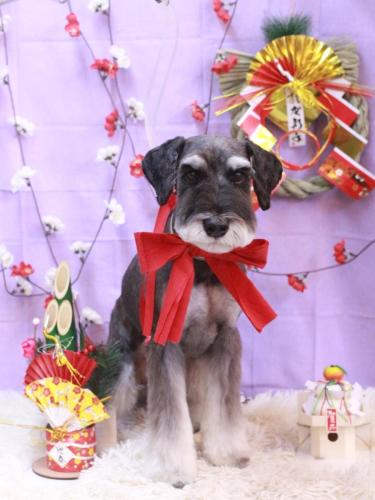 20230129ぷぷくん